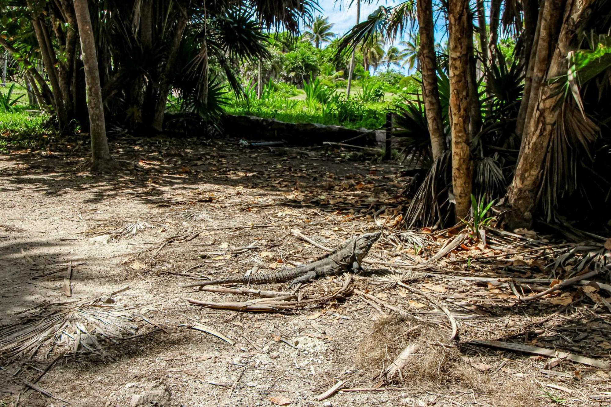 Mestiza 307 At Luum Zama, Aldea Zama Tulum Exteriör bild